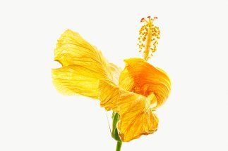 HIBISCUS ROSA-SINENSIS # 1